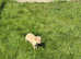 Miniature labradoodle