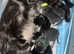 3 kittens available