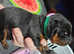 Rottweiler puppies need loving homes