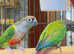 Beautiful conure parrot for sale