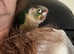 Conure born April last year