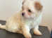 Havanese bichon