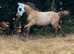 Stunning buckskin filly for sale