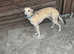 20 month old salukixwhippet