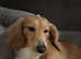 Miniature long haired cream dachshund
