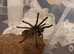 Phormictopus El Salvador, 4 inches dls