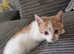 10 week old ginger male kitten