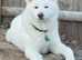 Japanese Akita Inu