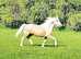 Project Barbie pony
