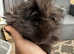 Male long haired guinea pigs looking for new homes.