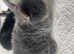 3x beautiful netherland dwarf x mini lop