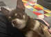 coco my female is looking for a stud