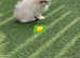 Last 2 kittens are looking for forever homes