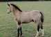 Stunning welsh A colt foal