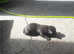 American bully standard