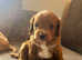 F1 Cavapoo puppies