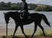 5 yo mare 15.3-16h safe mother daughter share never raced