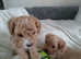 Adorable maltipoos for sale