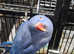 Violet Ring necked Parakeets Available