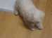 Bichon puppie
