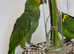 Stunning young talking Amazon parrot