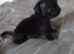 All black pug puppies