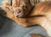 Last girl of the litter available now