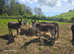 Loving donkeys jennys and geldings 10hh plus