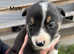 Litter of 8 border collies for sale