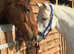 Chunky 14h Connemara mare 13 years old