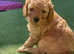STUNNING RED COCKAPOO PUPPIES