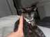 Black little kittens and two adults