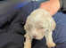 Beautiful f3 double doodle puppies for sale