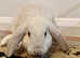 Bunny lops for sale