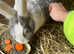 Adult Continental Giant Doe - Looking to Retire - Fully vaccinated