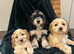 F1 Cockapoo puppies