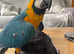 Baby HandReared Super Tame Affectionate Blue & Golden Macaw Parrot