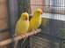 Yellow ringneck parrot pair  for sell .31