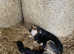 Pedigree hutaway pups
