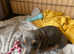 Miniature Dachshund pup