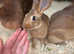Belgian Hares - Cheshire
