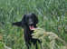 Kennel Club registered