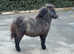 Hermits Nacho , stunning bay roan Shetland colt foal