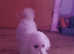 Poochon female 3 years of age