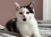 Scottish Fold x British Shorthair Male kitten