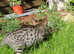 Male Savannah kitten READY NOW