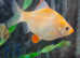 Tiger/ Albino/ Green Barbs