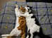 Missing male kitten ginger and white
