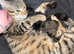 Baby kittens