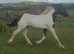2y/o FriesianX gelding for sale